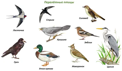 Перелетные птицы на белом фоне - картинки и фото 