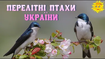 Блог вихователя ЗДО №6 м.Ковель Журби Тетяни Миколаївни: "Зимуючі і  перелітні" (Тема тижня "Птахи")