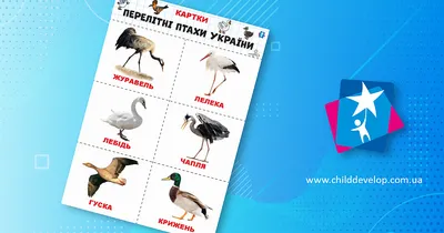 Гра на Липучках «Екзотичні Птахи» — Купить на  ᐉ Удобная Доставка  (1217032785)