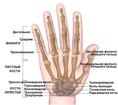 Перелом руки и армия | Помощь призывникам | Призывник.Info | Дзен