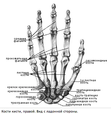 Перелом пальца: причины, диагностика, первая помощь