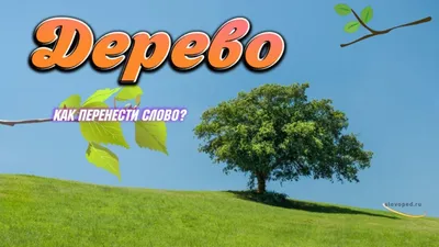 Перенос слова «дерево»: по слогам, правила