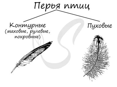 Перья сов. Красивые, роскошные перья птиц. (ID#1417115570), цена: 2 ₴,  купить на 