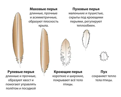 Перья птиц картинки с названиями - 57 фото