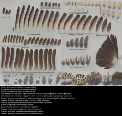 Варианты окраски перьев у птиц. Коллекция