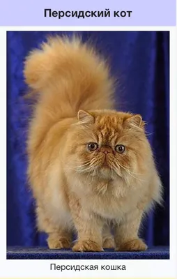 PER Fluffy Fancy Antony | Персидский кот Fluffy Fancy Antony… | Flickr