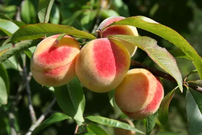 Персик импортный ❤️ доставка на дом от магазина 