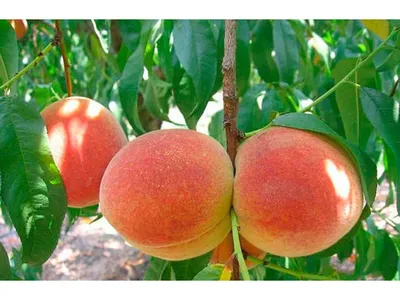 Персик - полезные свойства и калорийность, применение и приготовление,  польза и вред - 