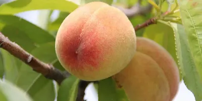 Персик мелкий Украина ❤️ доставка на дом от магазина 