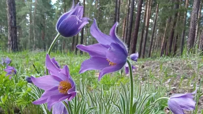 Калужан приглашают к участию в фотоконкурсе первоцветов