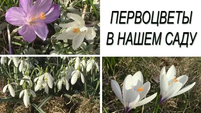 Природоохранная кампания "Первоцветы - вестники весны"