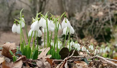 Первоцвет крупночашечный – Primula macrocalyx Bunge « Красная книга Томской  области | ОГБУ "Облкомприрода"