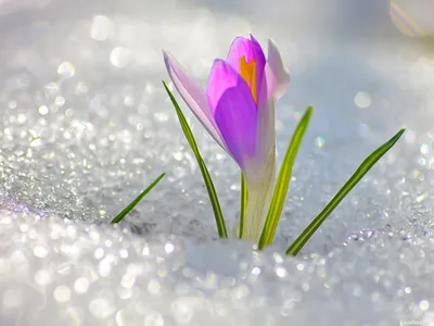 Цветы, #Снег, #аватары, #картинки, #фотки, #арт,  /kartinka/9634 | Весенние цветы, Первоцветы, Весна