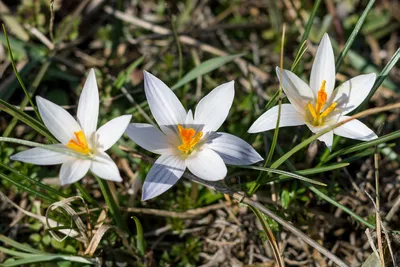 Первые цветы весной (37 фото) - 37 фото