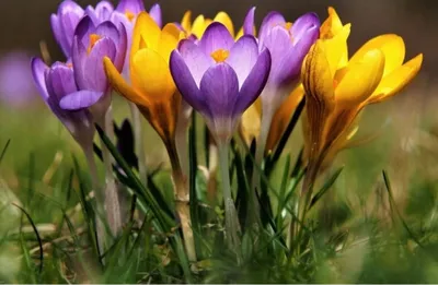 Весенние цветы в саду: ТОП популяных первоцветов, время посадки и цветения  – Mariupol Pitomnik "AZOV"