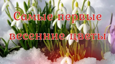 Удивительные Фото и Видео's Instagram photo: “Удивительные первые весенние  цветы! 💐🌹🌻🥀🌼🌺🌸🌷🏵💮💐 С каким нетер… | Fiori, Bellissimi fiori,  Immagini di fiori