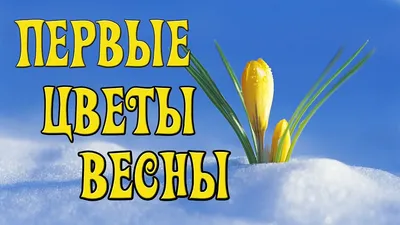 подснежники первые весенние цветы в лесу подснежники первые весенние цветы  Фон И картинка для бесплатной загрузки - Pngtree