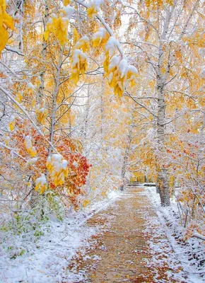 Первый Снег Зимой И Осенью Прошлого Года Листья В Лесу Стоковые Фотографии  | FreeImages