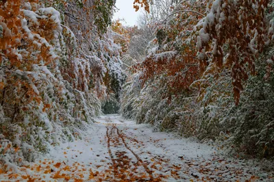 Поздняя осень начало зимы (55 фото) - 55 фото