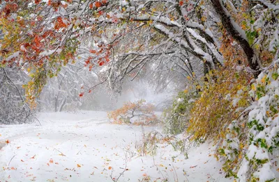 Первый снег выпал на разноцветные …» — создано в Шедевруме