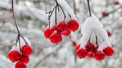 Первый снег на улицах Бостона / Осень :: городской пейзаж :: первый снег ::  улицы / смешные картинки и другие приколы: комиксы, гиф анимация, видео,  лучший интеллектуальный юмор.