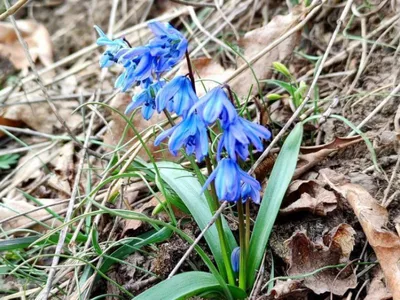 Первые весенние цветы - названия и фото - Форум Все сорта