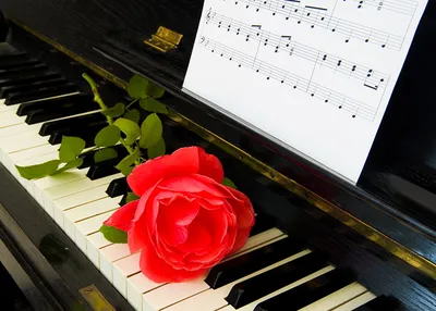 Обои Цветы Розы, обои для рабочего стола, фотографии цветы, розы, клавиши,  пианино, бутоны Обои для рабочего стола, скачать обои картинки заставки на  рабочий стол.