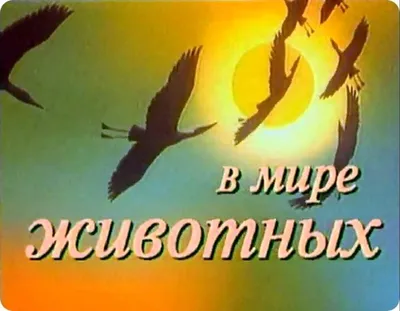 Общее между пьяным и собакой без намордника, в общественном месте. | ЗА  КУЛИСАМИ ЗАКОНА | Дзен