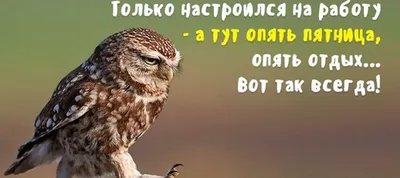 Пятница 13-го - как поздравить друзей с черным днем - Апостроф