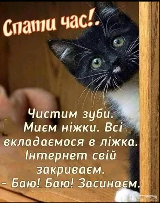 Pin by Marion Hiller on Russisch! | Good morning, Cats, Funny cats