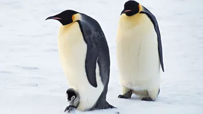 Виды пингвинов - 66 фото