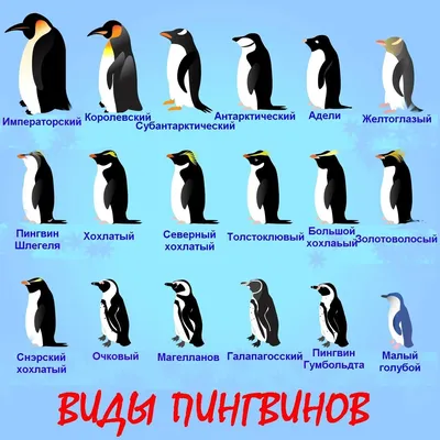 Всемирный день пингвинов: забавные фото от украинских полярников