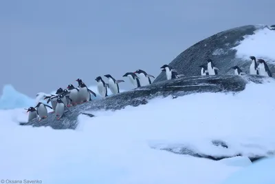 Физики рассчитали траекторию полёта фекалий пингвинов — 