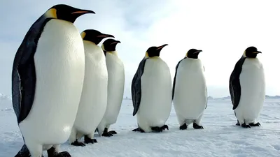 Фото пингвинов | Penguins, Antarctica, Super cute animals