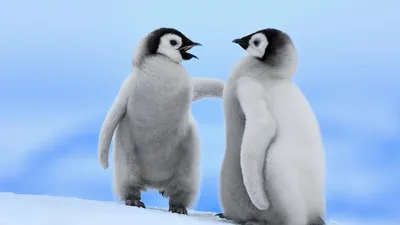 Климат. Возле украинской станции Вернадский в Антарктиде рекордное число  пингвинов – фото - новости Украины, Мир - 