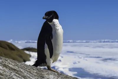 Картинка Собрание пингвинов » Пингвины » Птицы » Животные » Картинки 24 -  скачать картинки бесплатно