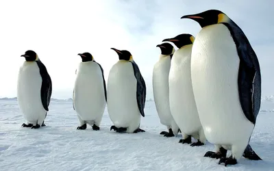 Обои Семья пингвинов, картинки - Обои для рабочего стола Семья пингвинов  фото из альбома: (животные)
