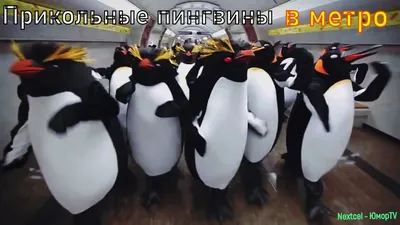 Настольная игра Веселые пингвины купить в в магазине Знаем Играем по  выгодной цене. Описание, правила, отзывы