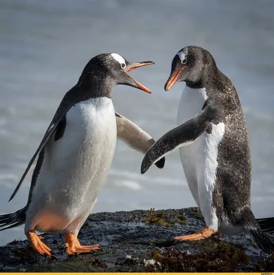 Самые любопытные и неординарные факты о пингвинах: почему они занимаются  киднеппингом, как проходит линька и кто назвал их «странными гусями»