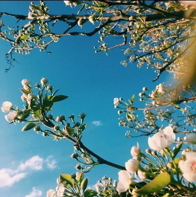 Красивое фото | Весна, Букет из роз, Природа