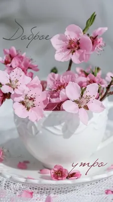 Весна, цветущие деревья | Цветущие деревья, Цветы, Весна