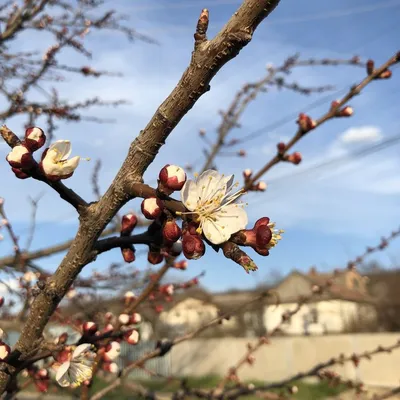 Весна. Spring. | Весна, Фон