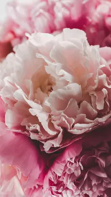 Wallpaper | Flowers | Peonies – Wallpaper Ideas | Пионы, Фиолетовые пионы,  Винтажные цветочные фоны