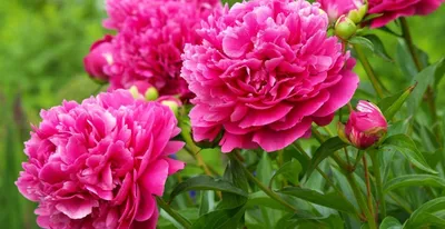 Mobile wallpaper: Pion, Flowering, Peony, Petals, Bloom, Flower, Flowers,  Pink, 88687 download the picture for free.