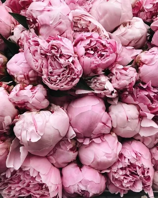 Download "Peonies" wallpapers for mobile phone, free "Peonies" HD pictures