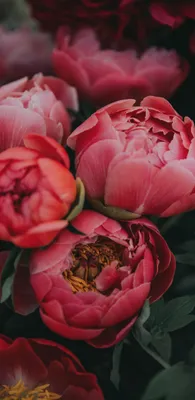 Flower wallpaper for phone | Цветочные контейнеры, Розовые пионы,  Пастельные цветы