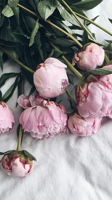 Risultati immagini per hd обои на рабочий стол пионы | Pink peonies  wallpaper, Pink peonies, Flowers