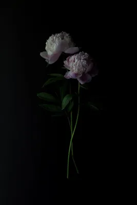 Российский Сервис Онлайн-Дневников | Beautiful flowers, Flowers  photography, Pretty flowers