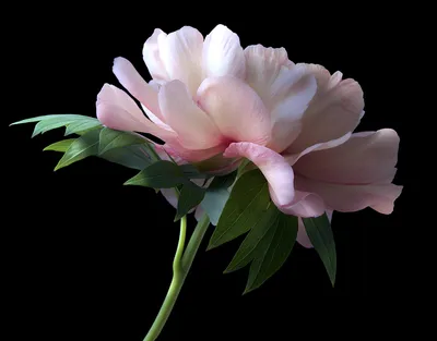 Pin by Лεηκα Λαβκοηκα on ♥MY LOVE for FLOWERS♥ | Flowers black background,  Pink peonies, Blossoms art