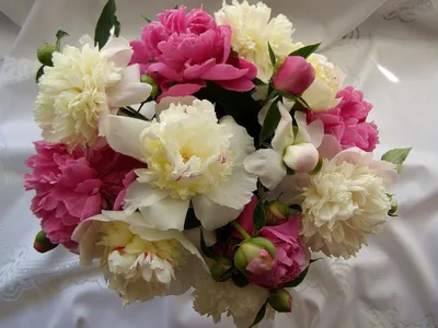 Обои на телефон пион, цветок, рука, нежность - скачать бесплатно в высоком  качестве из категории "Цветы"